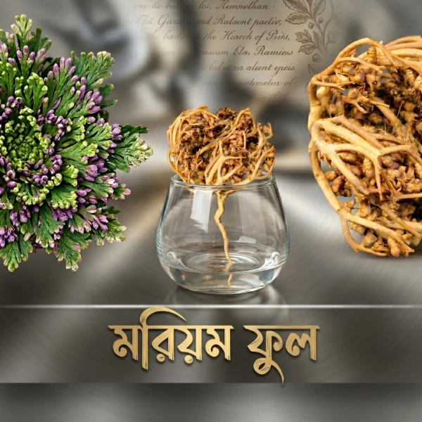 Maryam Flower – Natural Labor & Fertility Herbal Aid | মরিয়ম ফুল – প্রাকৃতিক প্রসব সহায়ক ও গর্ভধারণের জন্য ঔষধি ফুল